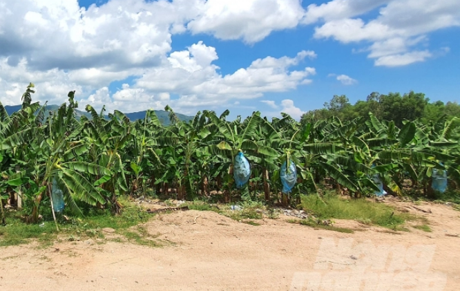 trong_chuoi_sach_nam_my