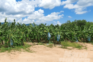 QUẢNG NGÃI XUẤT KHẨU CHUỐI SANG HÀN QUỐC, TRUNG QUỐC, DÙNG TÚI BAO NYLONG CHUỐI